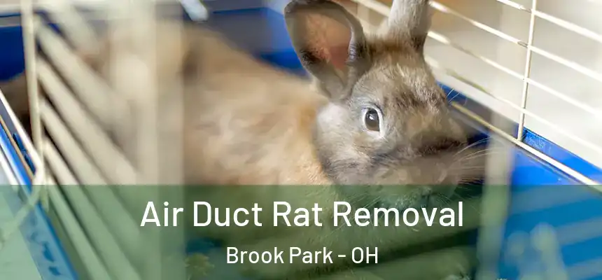 Air Duct Rat Removal Brook Park - OH